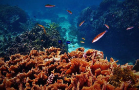 ep archivo   arrecife de coral en roatan honduras