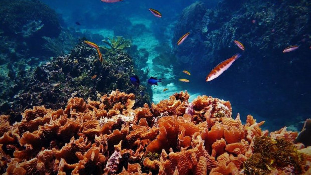 ep archivo   arrecife de coral en roatan honduras