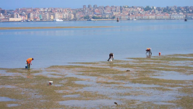 ep archivo marisqueo mariscadores ep archivo marisqueo mariscadores