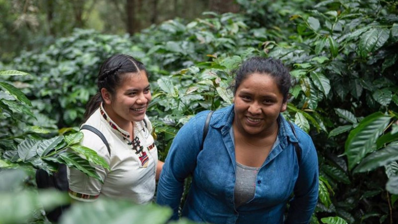 ep archivo trabajadoras de la cooperativa de mujeres productoras de cafe en guatemala ep archivo trabajadoras de la cooperativa de mujeres productoras de cafe en guatemala