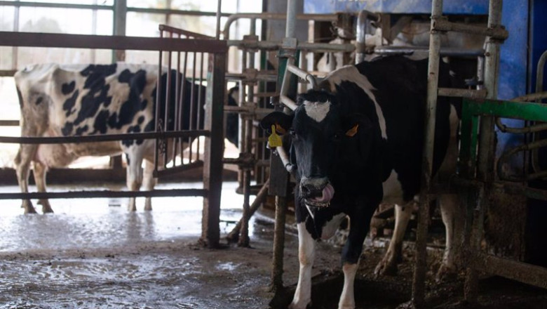 Archivo - Una vaca lechera | Isabel Infantes - Europa Press - Archivo ep archivo una vaca lechera