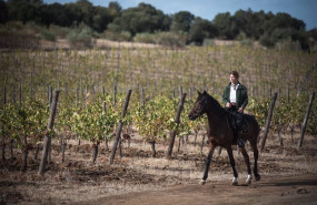 ep el turismo enologico se ha convertido en un motor para el desarrollo rural