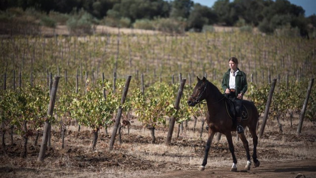 ep el turismo enologico se ha convertido en un motor para el desarrollo rural
