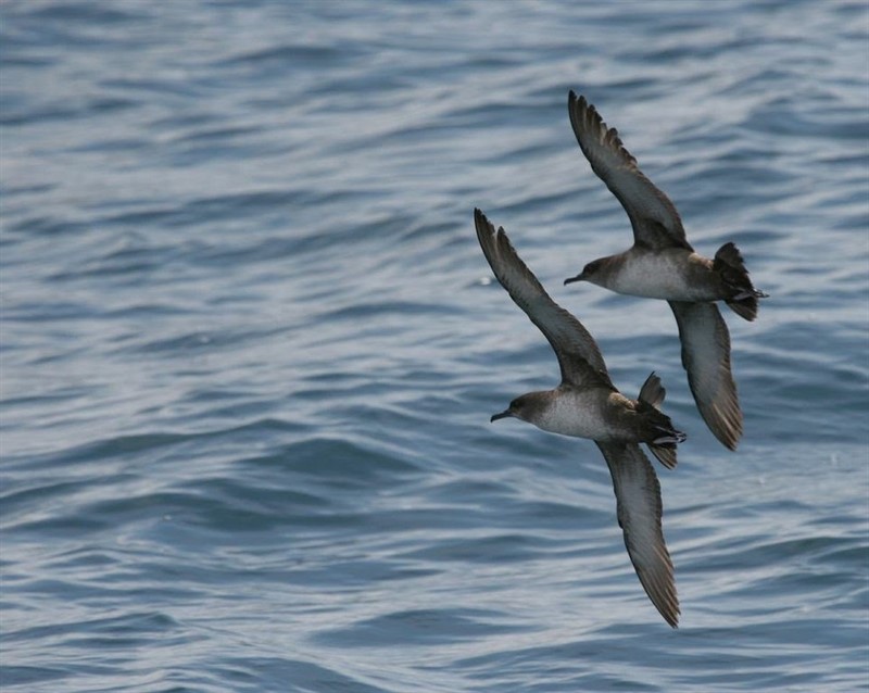 ep pardelas aves marinas areas marinas protegidas