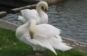 ep parquepasatiempo cisnes