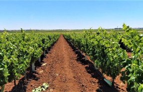 ep plantacion de macabeo en tierra de barros