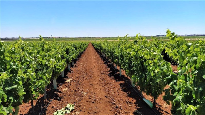 ep plantacion de macabeo en tierra de barros ep plantacion de macabeo en tierra de barros