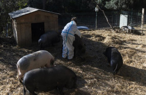 ep santuario de cerdos