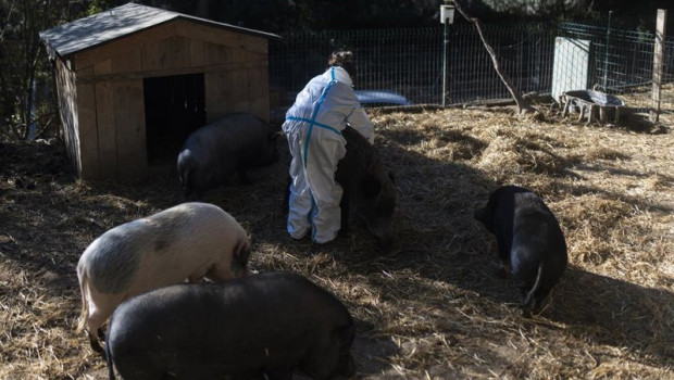 ep santuario de cerdos ep santuario de cerdos