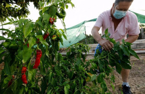 ep un agricultor cultiva pimientos en una huerta a 25 de septiembre de 2021