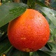 orange sanguine