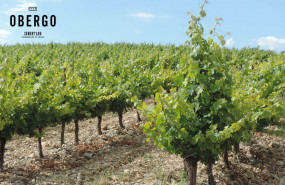 1646055277 vino blanco somontano 