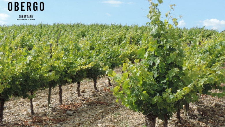 1646055277 vino blanco somontano 