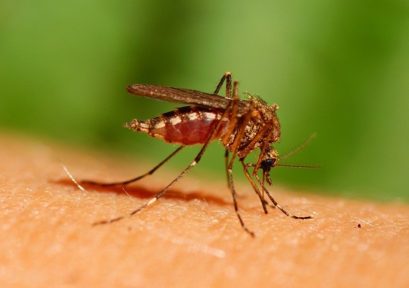 Chikungunya Chikungunya