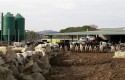 ep animal comiendo animales vaca vacas pastar pasto ganaderos 20180103163702 ep animal comiendo animales vaca vacas pastar pasto ganaderos 20180103163702