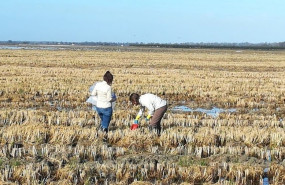 ep archivo   agricultores en un cultuvo de arroz