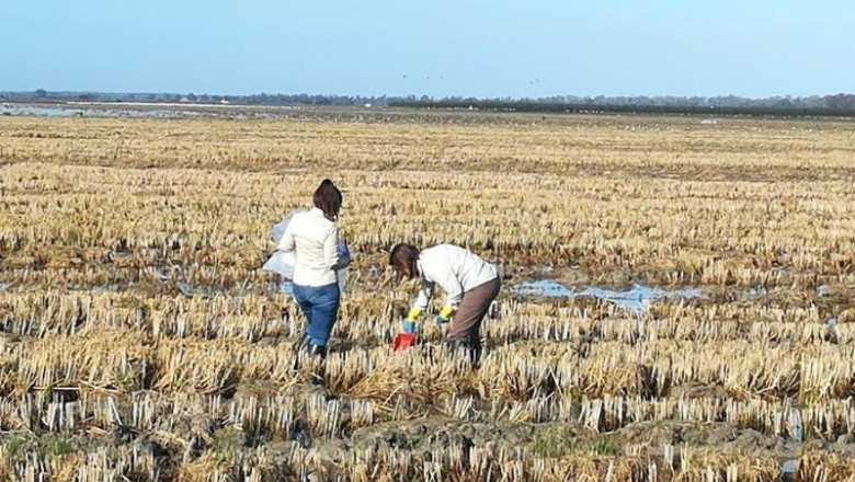 Archivo - Agricultores en un cultuvo de arroz. | ARROCEROS SOSTENIBLES DE DOÑANA - Archivo ep archivo agricultores en un cultuvo de arroz