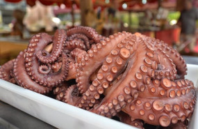 ep archivo   publicado el plan de gestion del pulpo en galicia para la campana 2025 2026