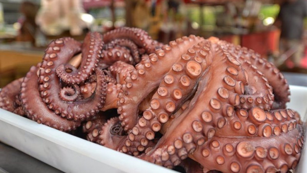 ep archivo   publicado el plan de gestion del pulpo en galicia para la campana 2025 2026