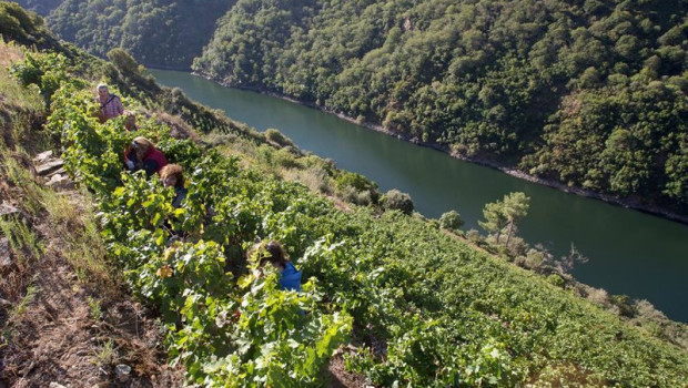 ep archivo varios vendimiadores recogen racimos de uvas en el vinedo de la bodega algueira de la ep archivo varios vendimiadores recogen racimos de uvas en el vinedo de la bodega algueira de la