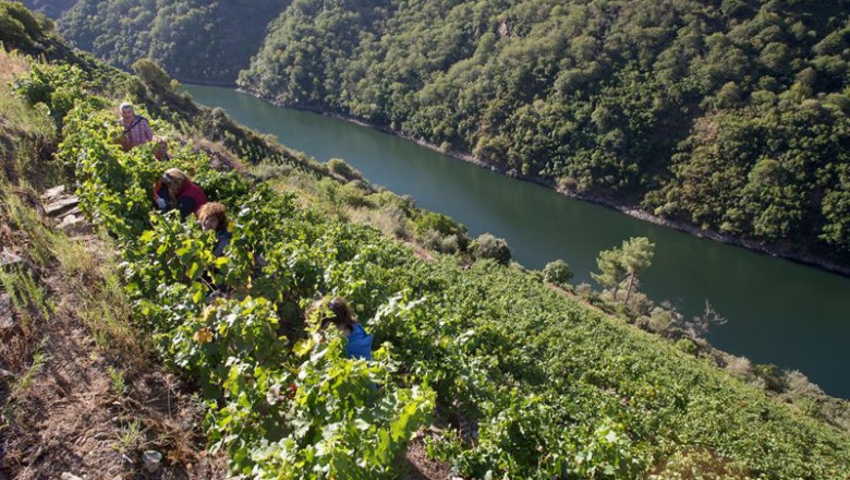 ep archivo   varios vendimiadores recogen racimos de uvas en el vinedo de la bodega algueira de la