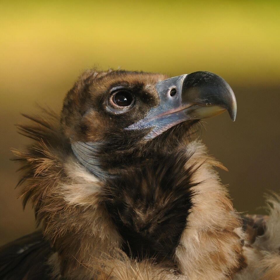 Buitre negro, ave, pájaro | JUAN BÉCARES ep buitre negro ave pajaro