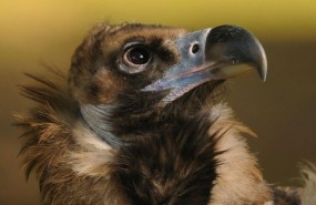 ep buitre negro ave pajaro