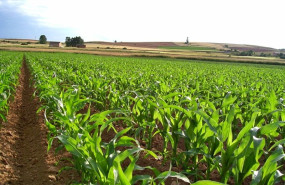 ep cultivo de maiz