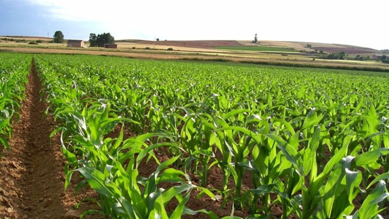 Cultivo de maíz | UPA-UCE EXTREMADURA ep cultivo de maiz