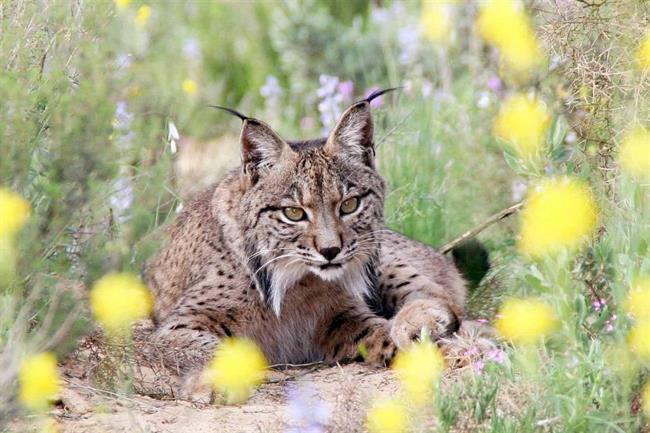 Lince | EUROPA PRESS ep lince