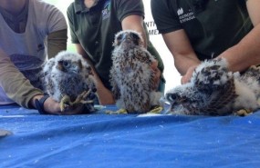 ep marcajehalcon peregrino