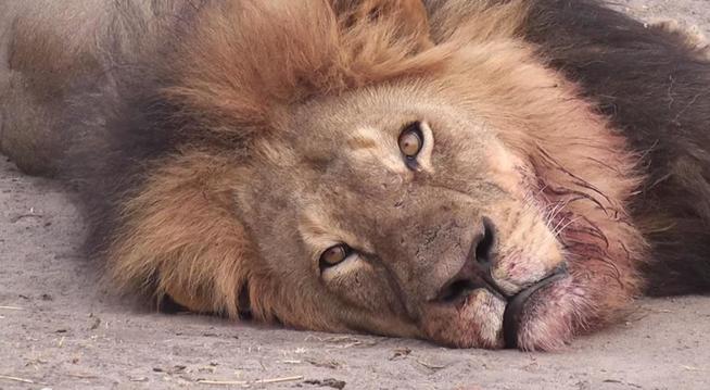 Matan a 'Cecil, el león más espectacular de Zimbabue 