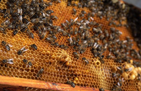 ep archivo   detalle de un panal de abejas