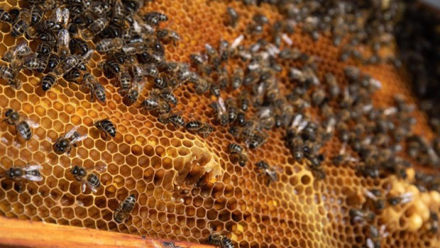 ep archivo   detalle de un panal de abejas