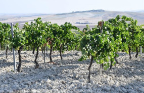 ep archivo   vinedo en la provincia de cadiz