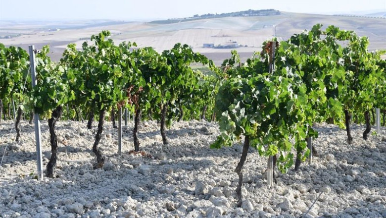 Archivo - Viñedo en la provincia de Cádiz. | DIPUTACIÓN DE CÁDIZ - Archivo ep archivo vinedo en la provincia de cadiz