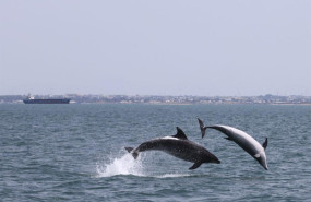 ep delfines mulares durante una de las salidas de campo en el litoral andaluz ep delfines mulares durante una de las salidas de campo en el litoral andaluz