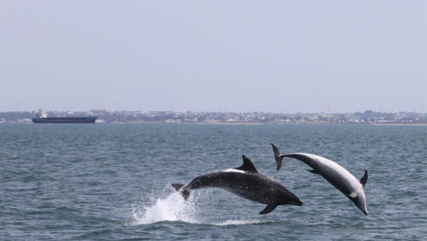 ep delfines mulares durante una de las salidas de campo en el litoral andaluz ep delfines mulares durante una de las salidas de campo en el litoral andaluz