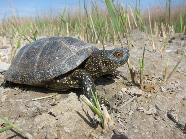 Ejemplar de galápago europeo ('Emys orbicularis') tomada en el Delta del Ebro | ALBERT BERTOLERO ep ejemplargalapago europeo emys orbicularis tomadadeltaebro