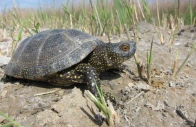 ep ejemplargalapago europeo emys orbicularis tomadadeltaebro