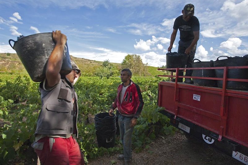 ep imagen de unos vendimiadores en una finca de la do bierzo