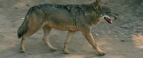 Lobo ibérico del Zoo de Barcelona | ZOO DE BARCELONA ep lobo ibericozoobarcelona