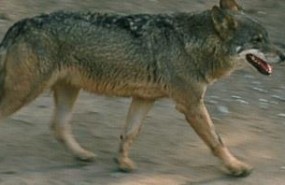 ep lobo ibericozoobarcelona