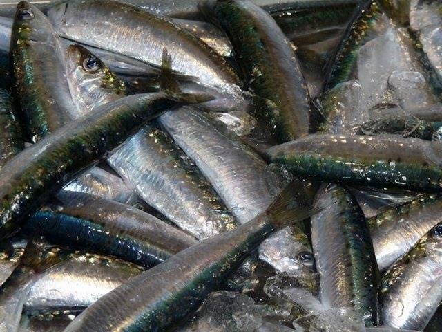Sardinas De Málaga Pescado Fresco Pescador Mercado | EUROPA PRESS/GRUPO DESARROLLO PESQUERO MÁLAGA ep sardinasmalaga pescado fresco pescador mercado