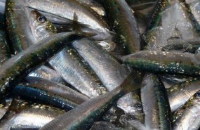 ep sardinasmalaga pescado fresco pescador mercado