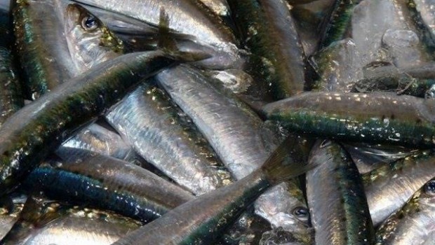 ep sardinasmalaga pescado fresco pescador mercado