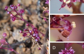 ep sciaphila sugimotoi