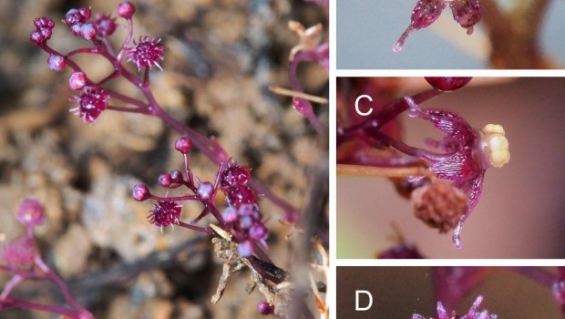 ep sciaphila sugimotoi