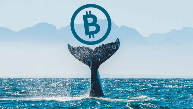 ballena bitcoin