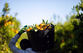 ep agricultor recogiendo y cargando naranjas